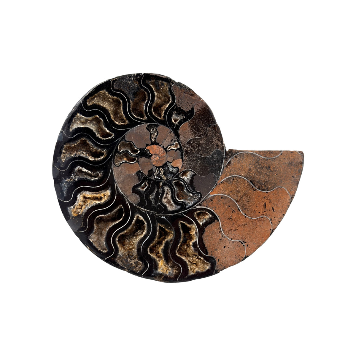 Black Ammonite Half (6.5")
