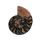 Black Ammonite Half (6.5")