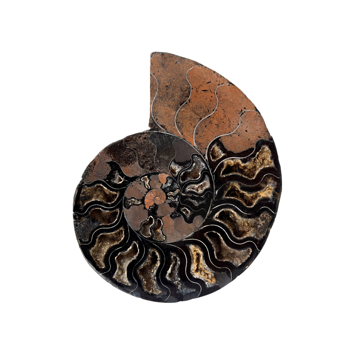 Black Ammonite Half (6.5")