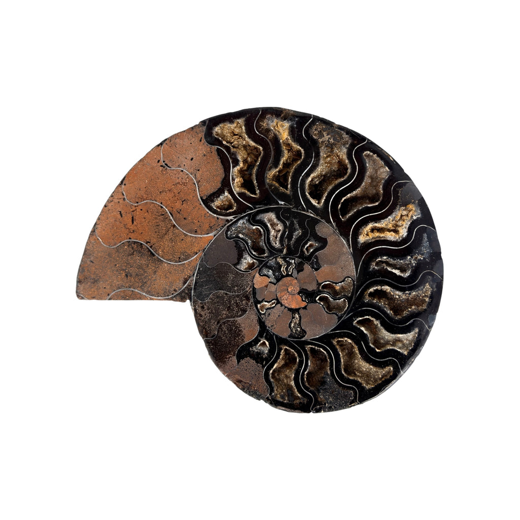 Black Ammonite Half (6.5")