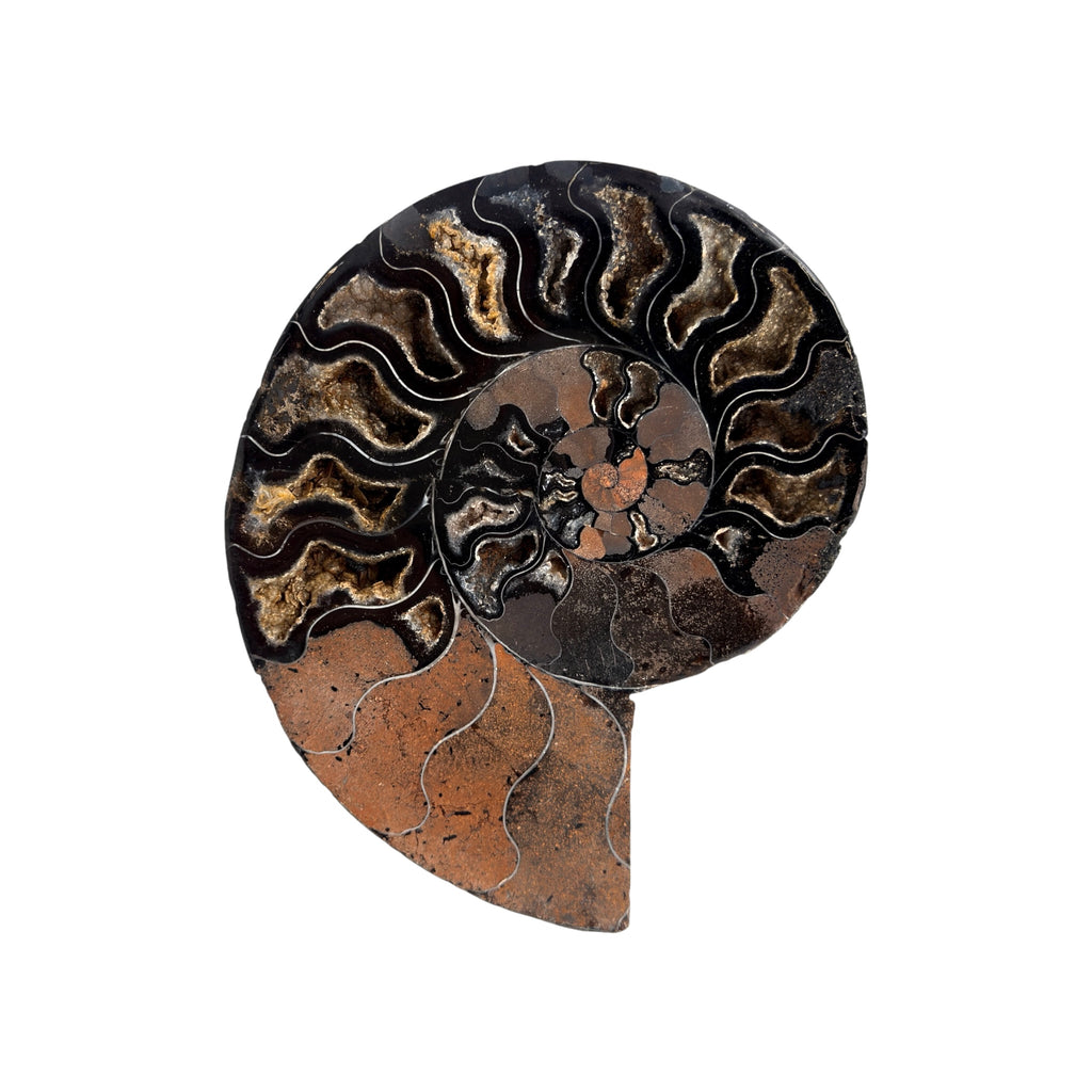 Black Ammonite Half (6.5")