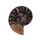 Black Ammonite Half (6.5")