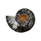 Black Ammonite Half (6.5")