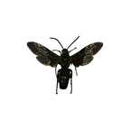 Black Flower Wasp