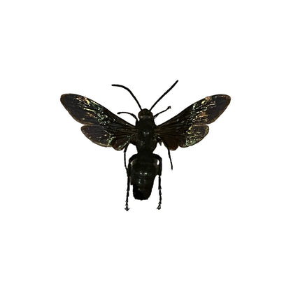 Black Flower Wasp