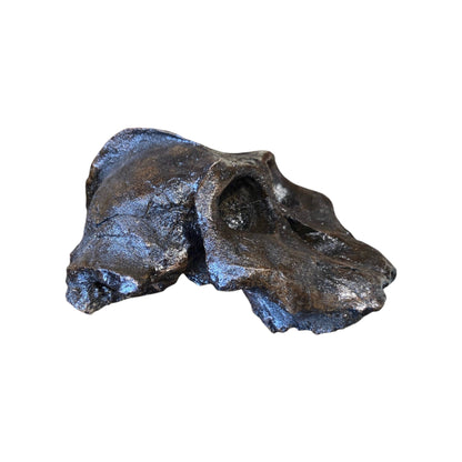 Skull Replica (Australopithecus aethiopicus)