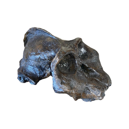 Skull Replica (Australopithecus aethiopicus)