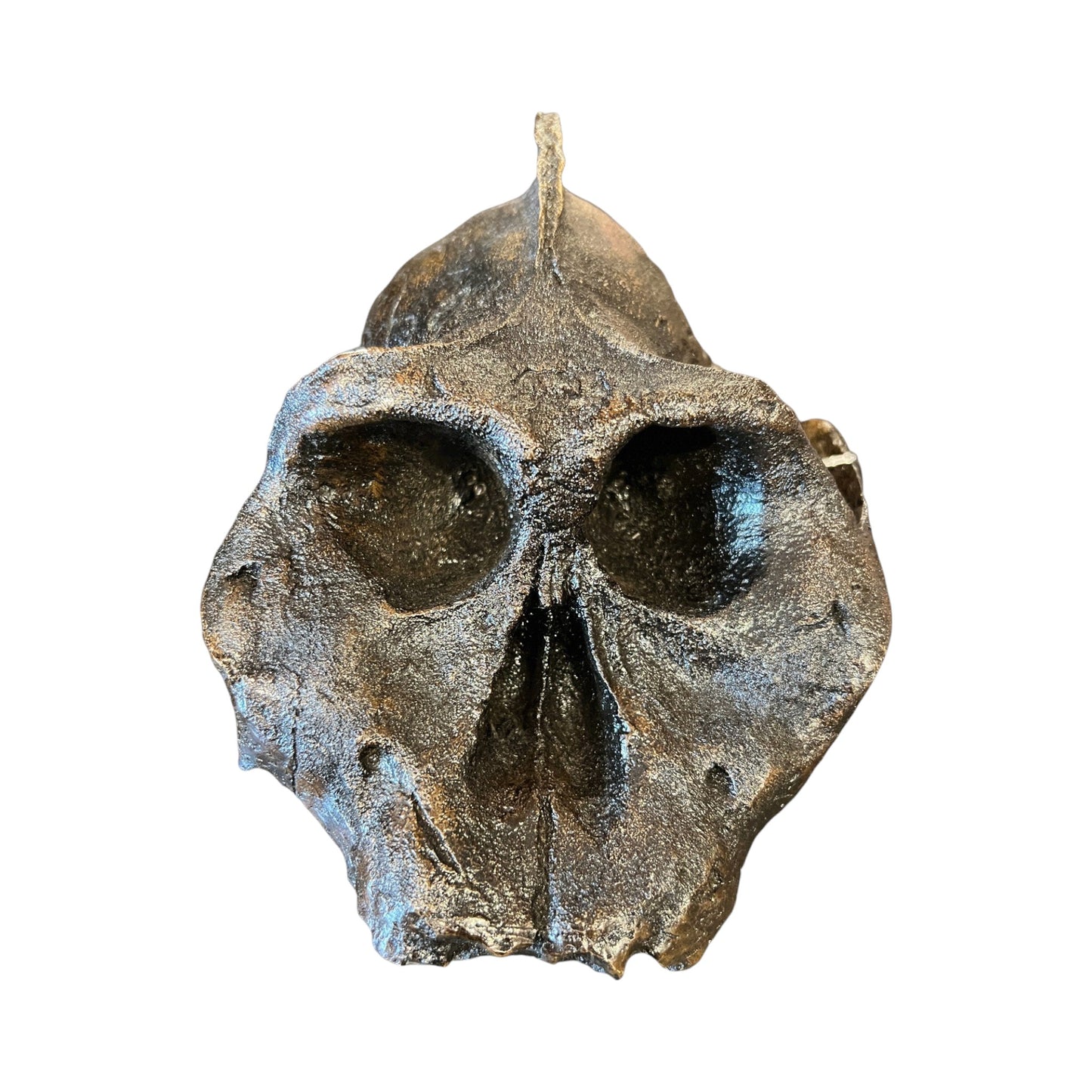 Skull Replica (Australopithecus aethiopicus)