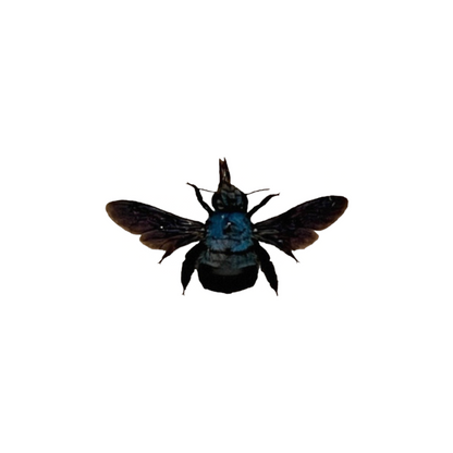 Blue Carpenter Bee