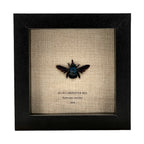Blue Carpenter Bee