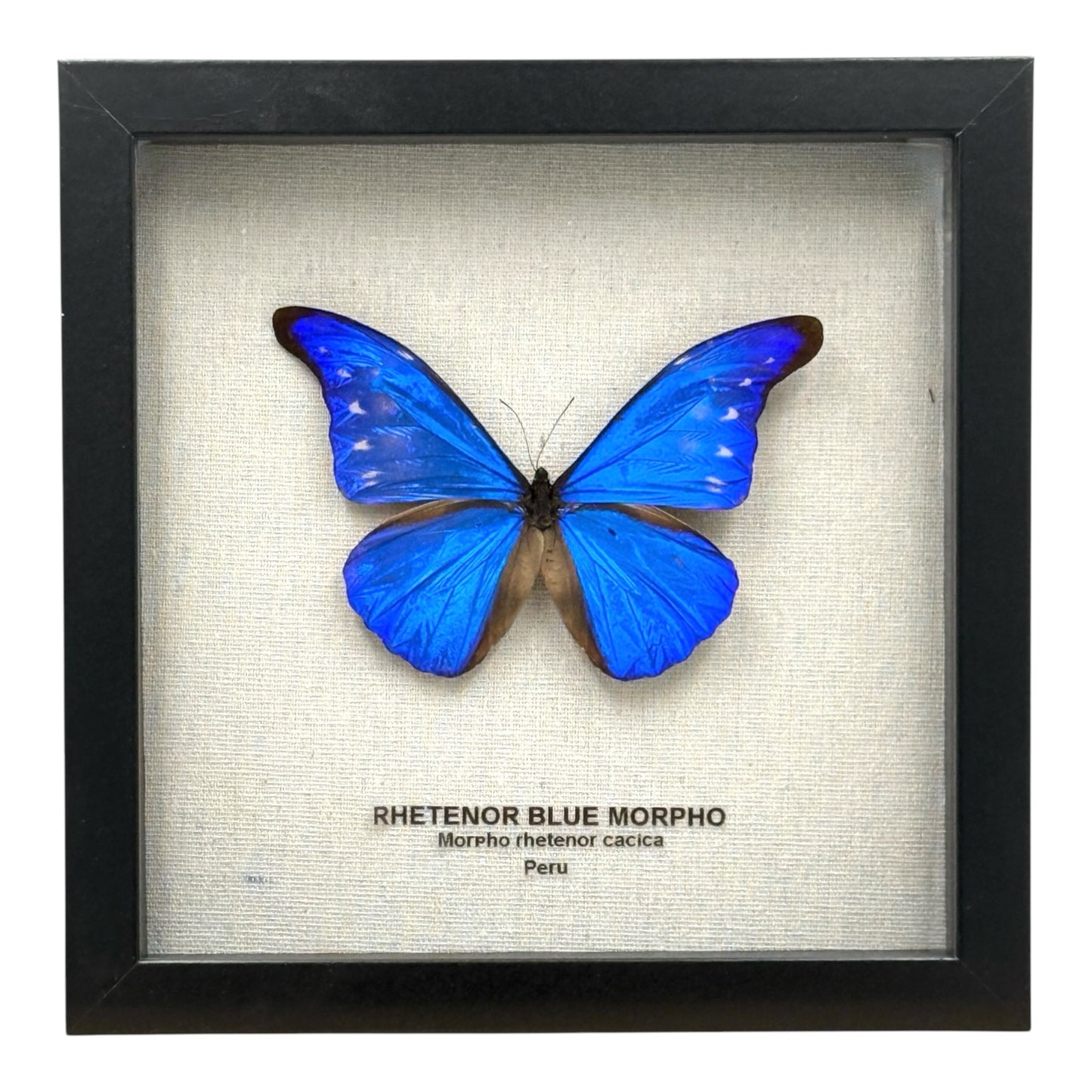 Rhetenor Blue Morpho Butterfly