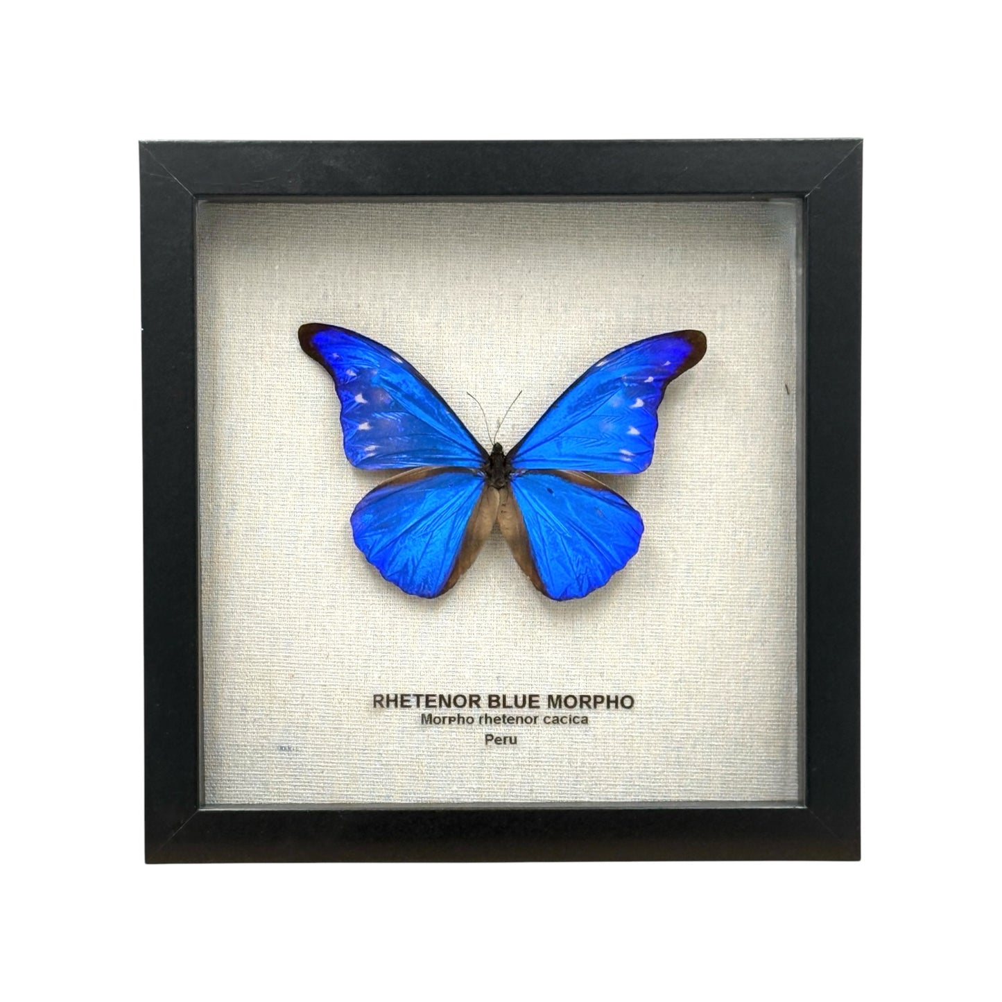 Rhetenor Blue Morpho Butterfly