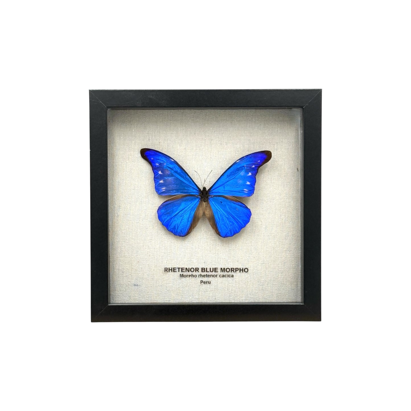 Rhetenor Blue Morpho Butterfly