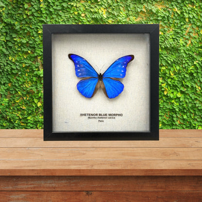 Rhetenor Blue Morpho Butterfly