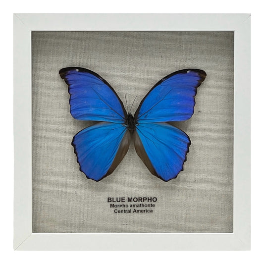 Blue Morpho Butterfly