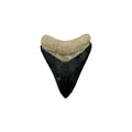 Fossil Shark Tooth (Megalodon Tooth, 2.25")
