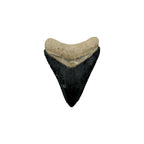 Fossil Shark Tooth (Megalodon Tooth, 2.25")