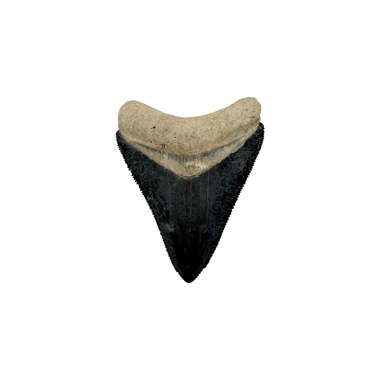 Fossil Shark Tooth (Megalodon Tooth, 2.25")