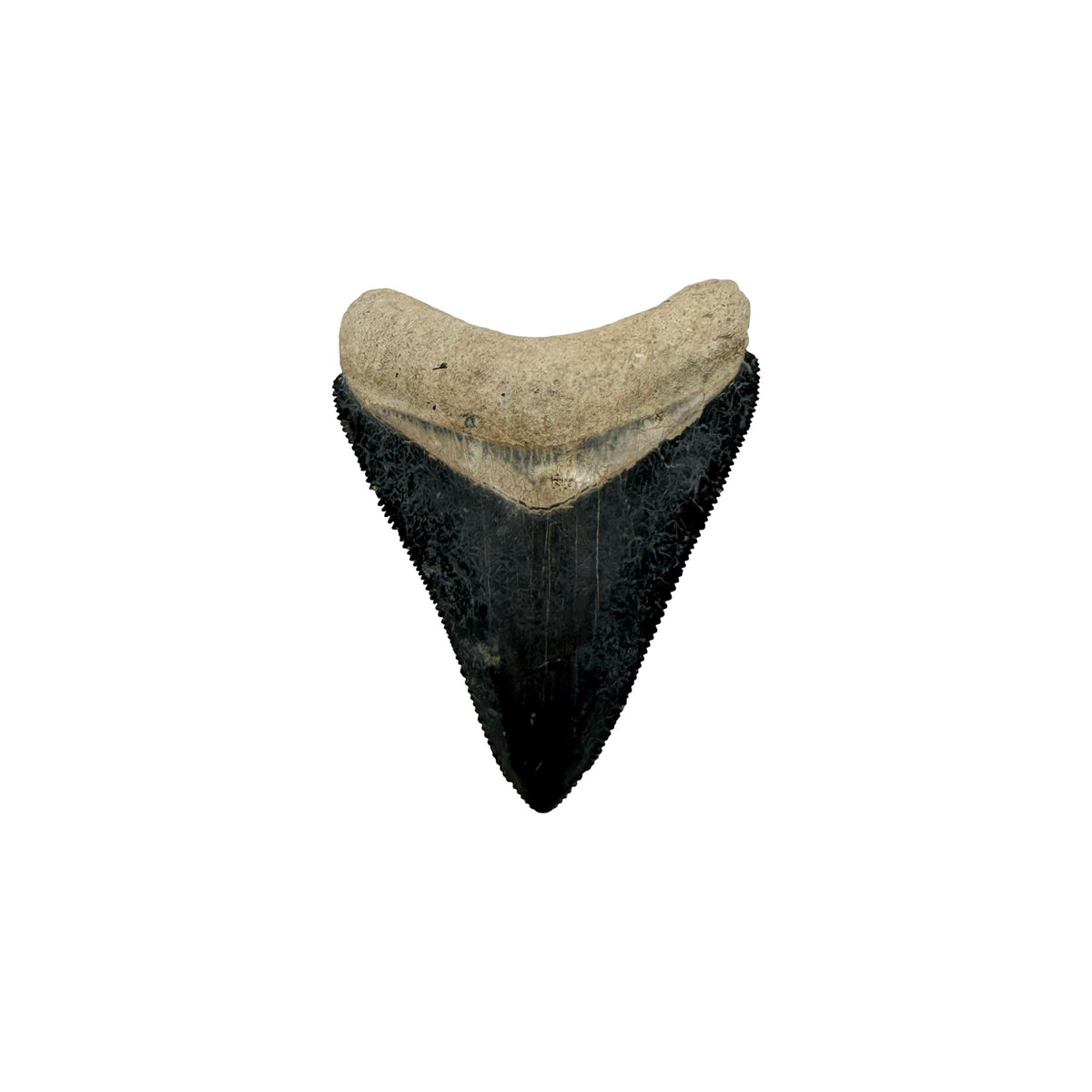 Fossil Shark Tooth (Megalodon Tooth, 2.25")