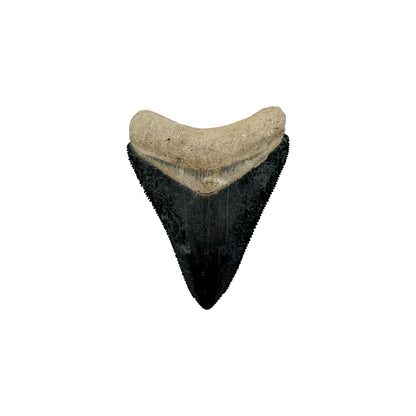 Fossil Shark Tooth (Megalodon Tooth, 2.25")