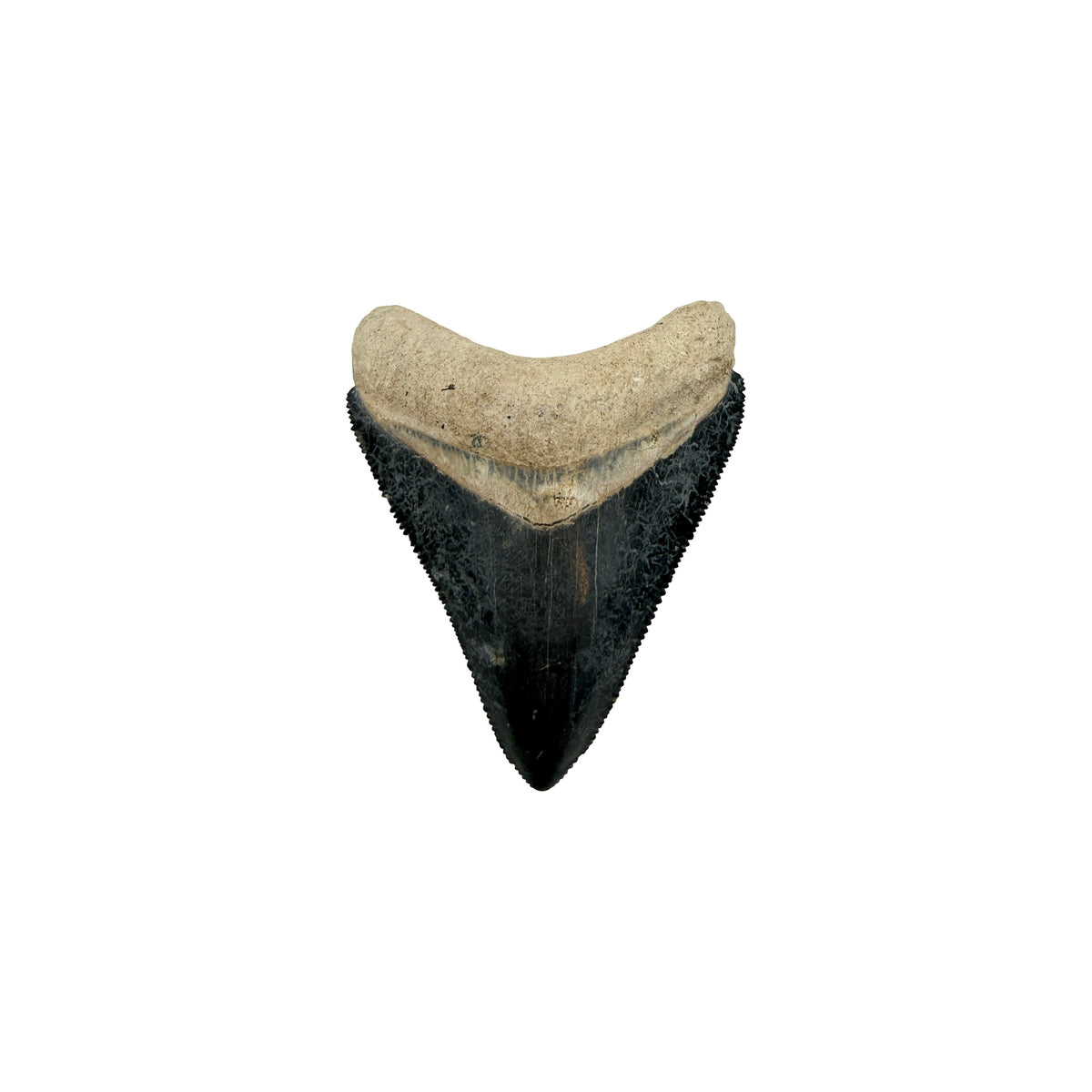 Fossil Shark Tooth (Megalodon Tooth, 2.25")
