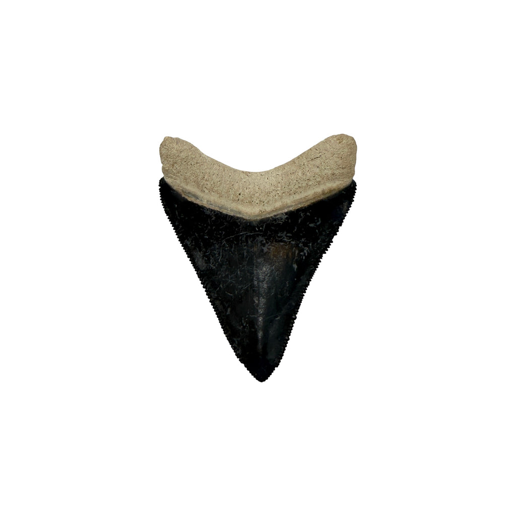 Fossil Shark Tooth (Megalodon Tooth, 2.25")