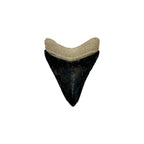 Fossil Shark Tooth (Megalodon Tooth, 2.25")