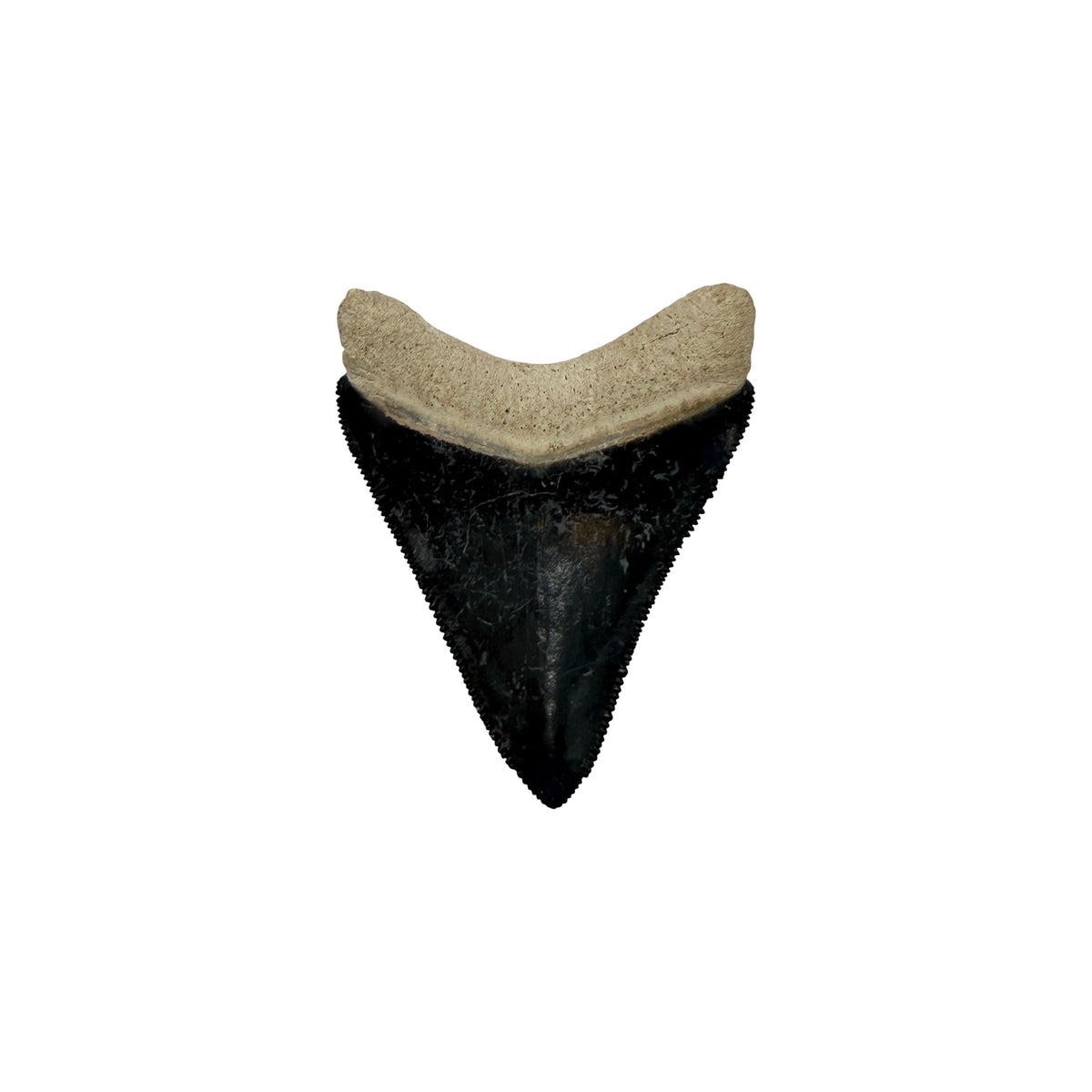 Fossil Shark Tooth (Megalodon Tooth, 2.25")