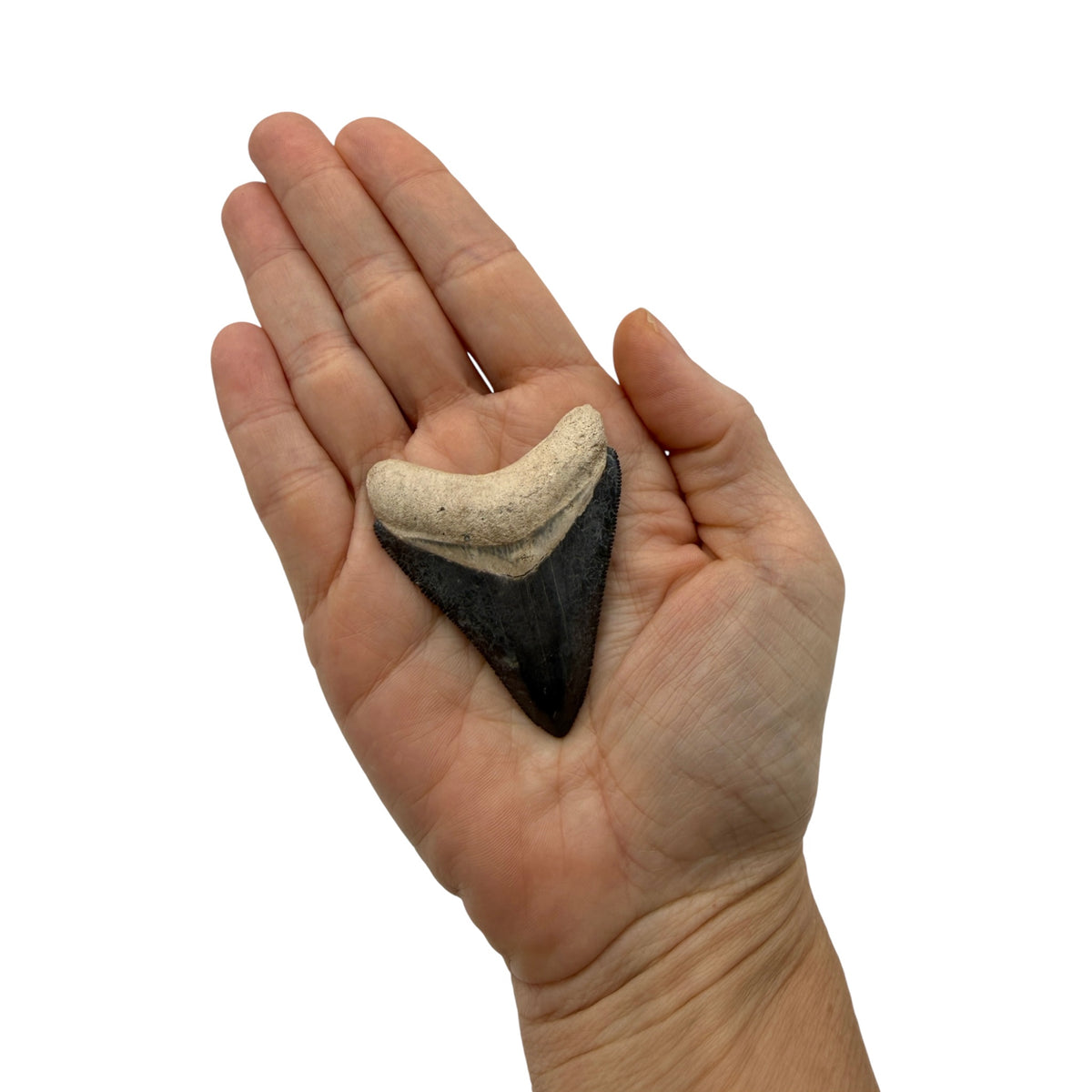 Fossil Shark Tooth (Megalodon Tooth, 2.25")