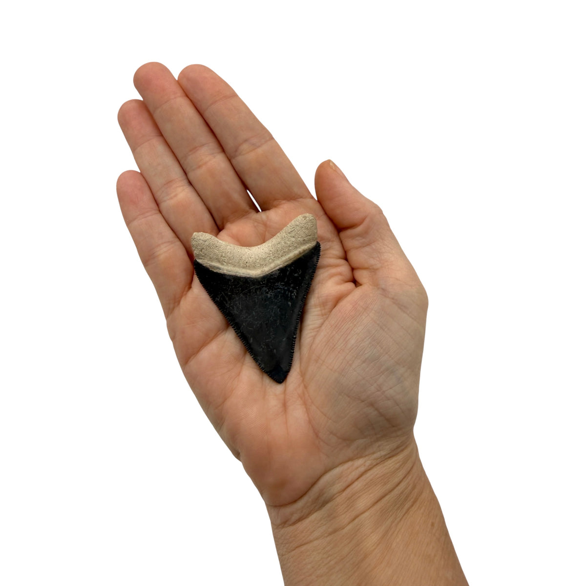 Fossil Shark Tooth (Megalodon Tooth, 2.25")
