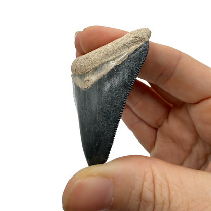 Fossil Shark Tooth (Megalodon Tooth, 2.25")