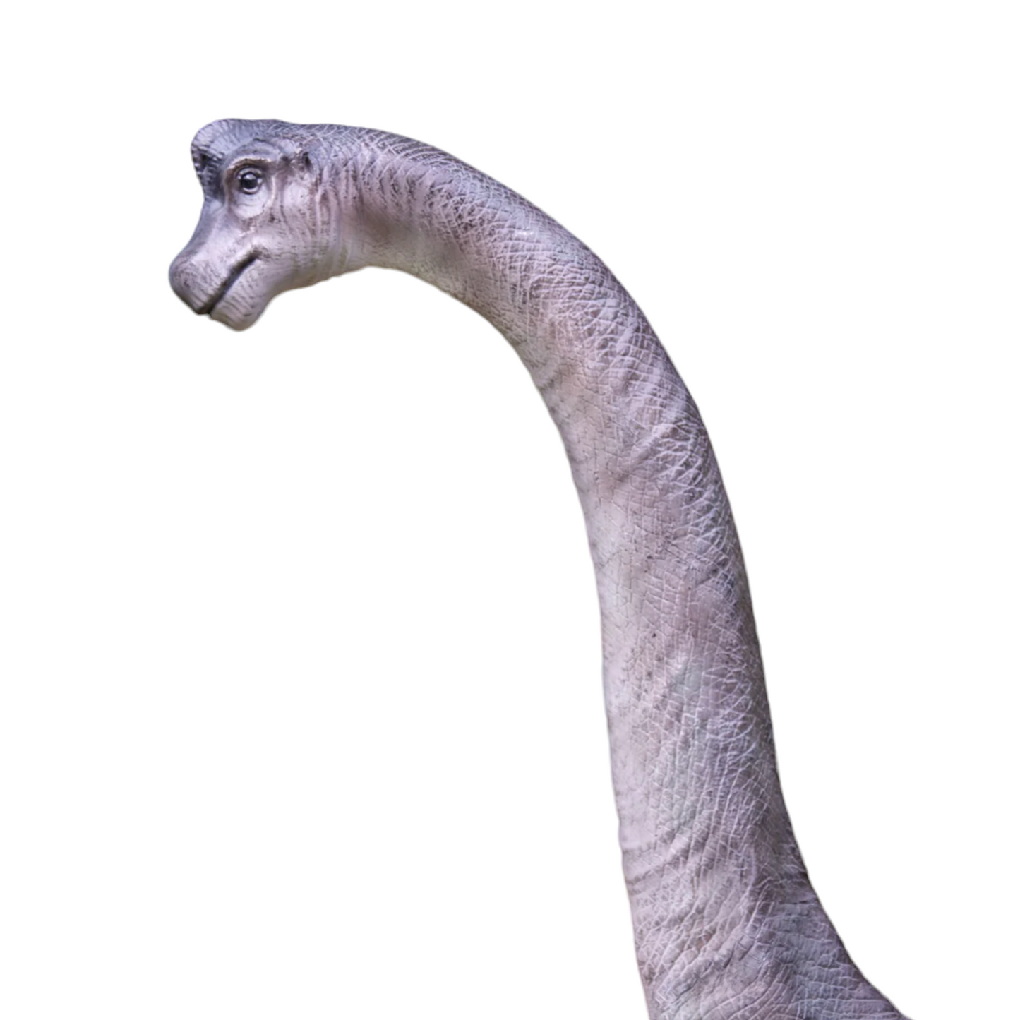 Brachiosaurus Model