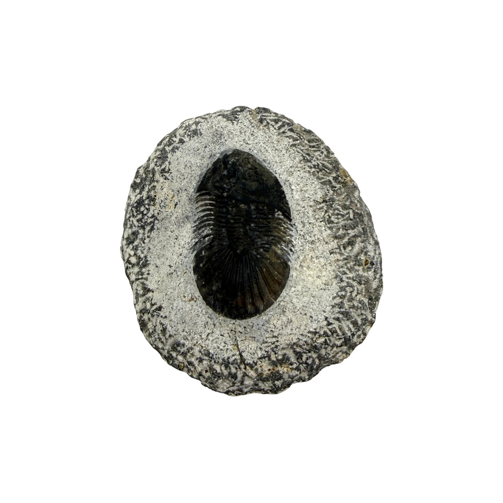 Breviscutellum Trilobite