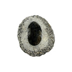 Breviscutellum Trilobite