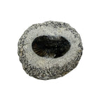 Breviscutellum Trilobite