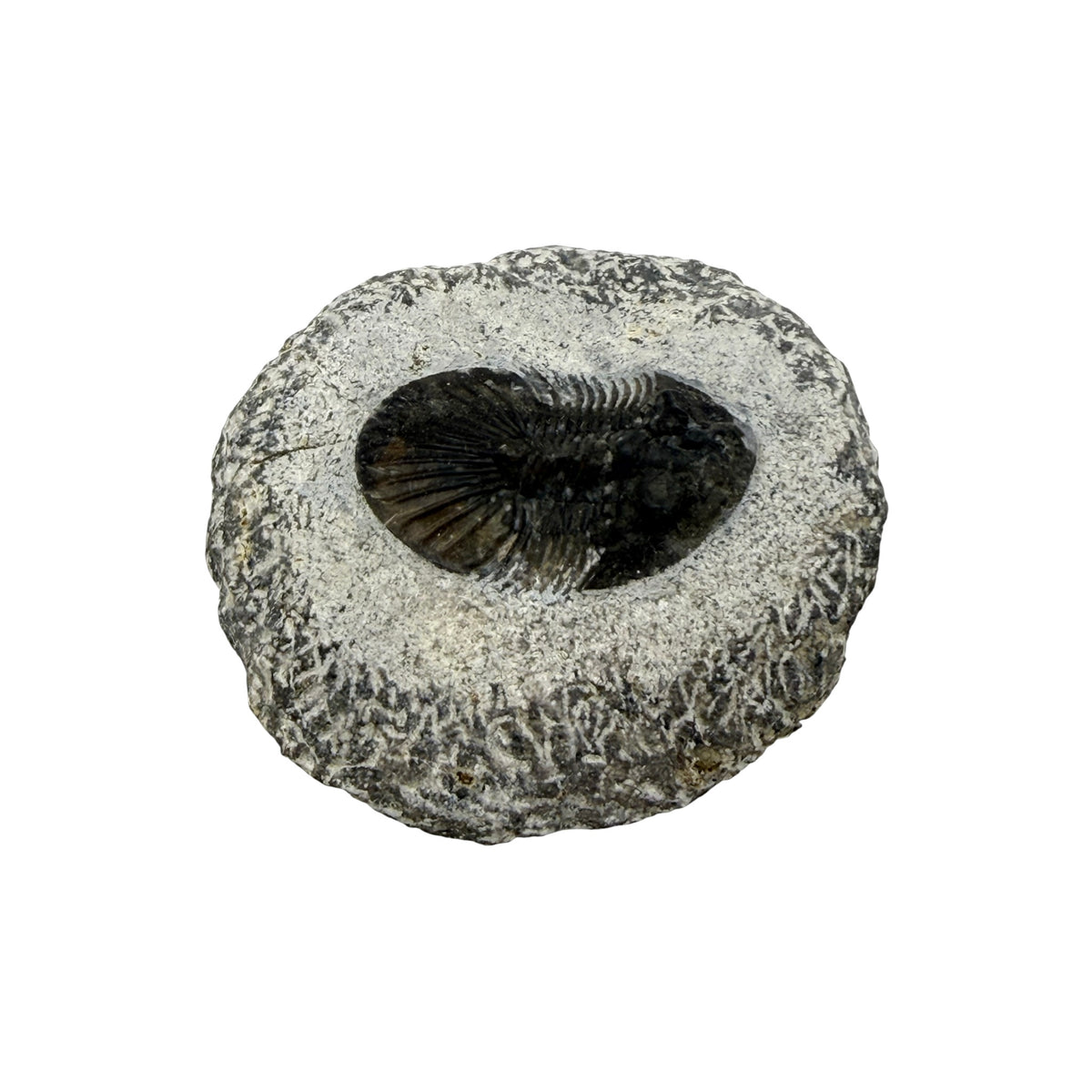 Breviscutellum Trilobite