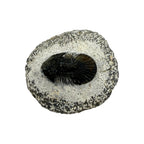 Breviscutellum Trilobite