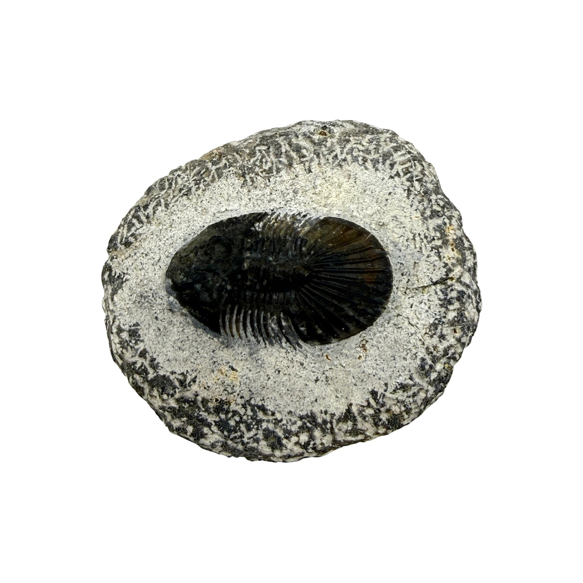 Breviscutellum Trilobite