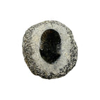 Breviscutellum Trilobite