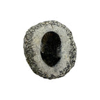 Breviscutellum Trilobite