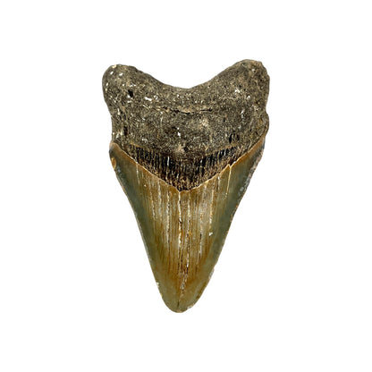 Fossil Shark Tooth (Megalodon Tooth, 3")