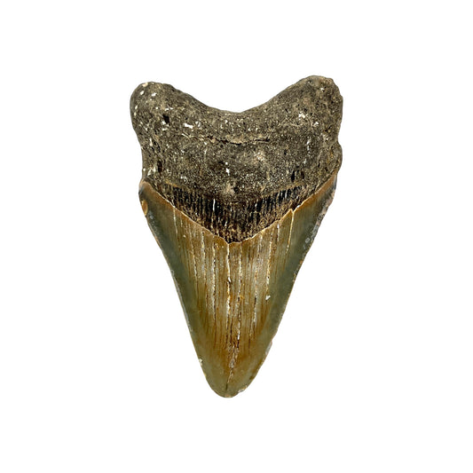 Fossil Shark Tooth (Megalodon Tooth, 3")