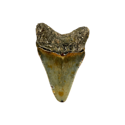 Fossil Shark Tooth (Megalodon Tooth, 3")