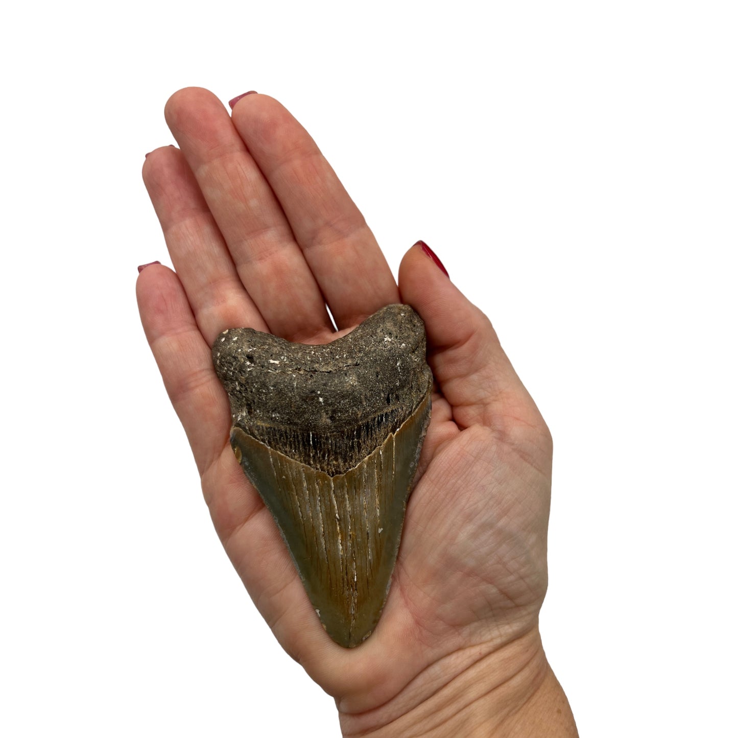 Fossil Shark Tooth (Megalodon Tooth, 3")