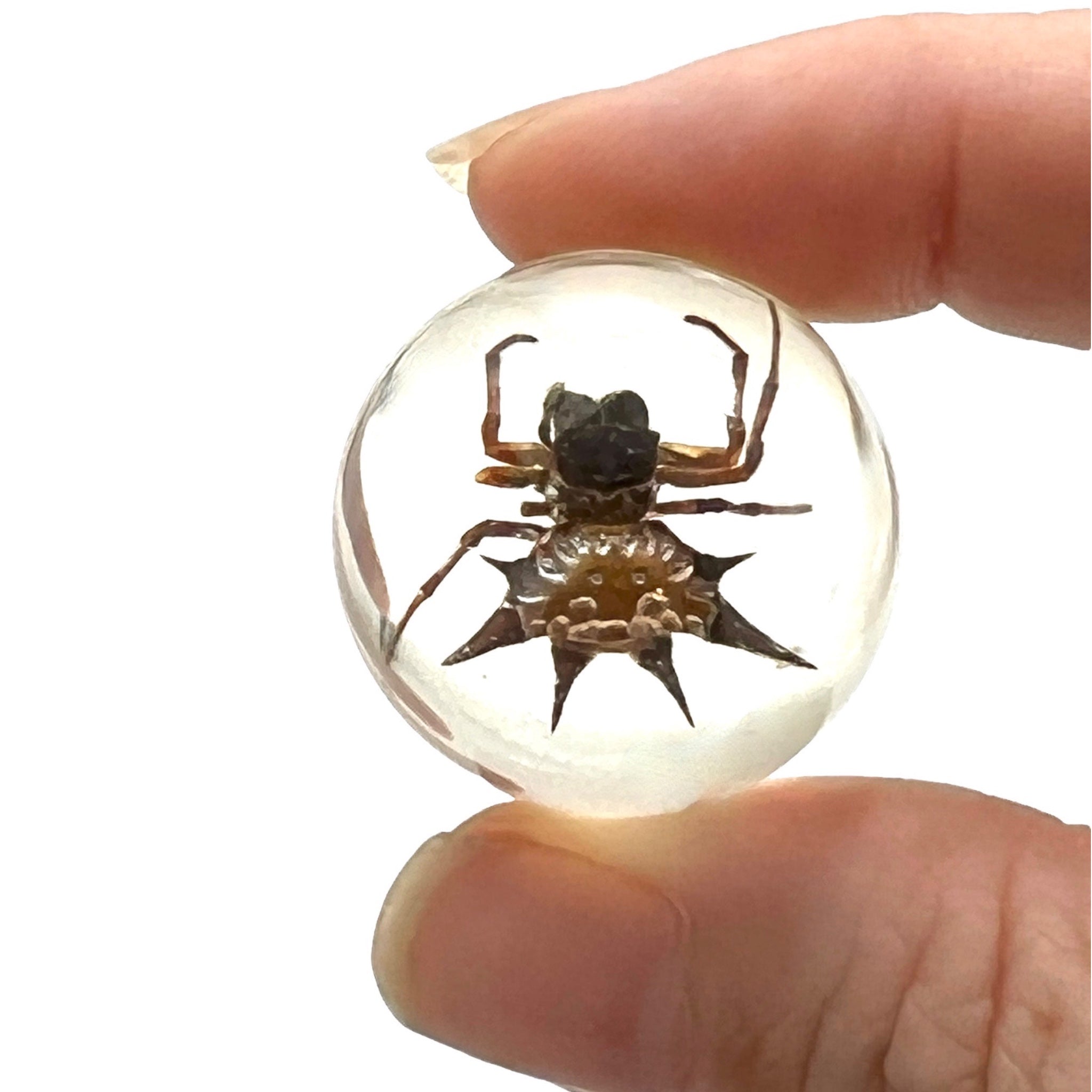Travel Bug Marble Specimen Orbs (Bug Marbles) - Unique Collectibles – Tyrannostorus