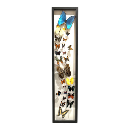 Butterfly Collection (36")