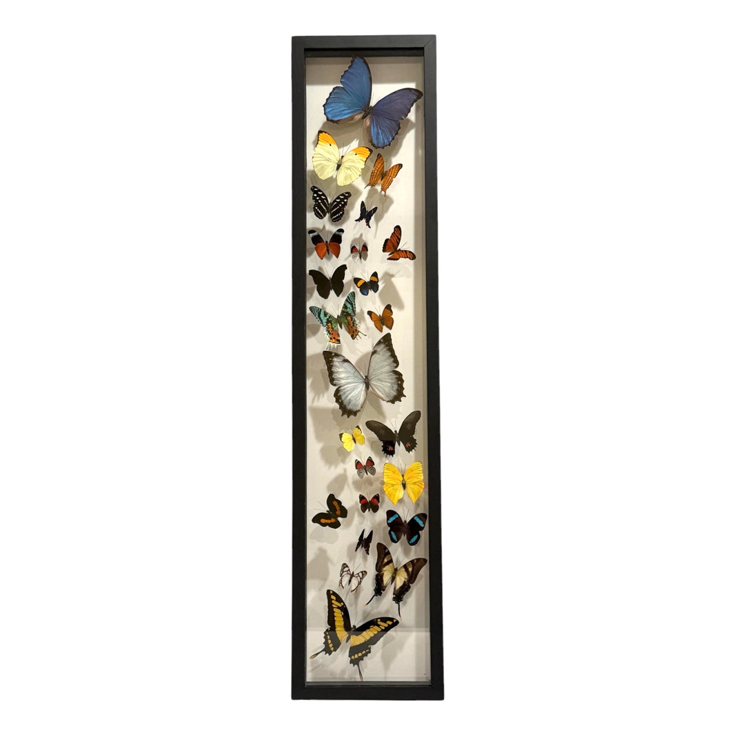 Butterfly Insect Box Stunning Bug Boxes: Beautiful Preserved Insects – Tyrannostorus