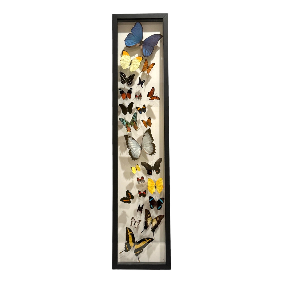 Butterfly Collection (36")