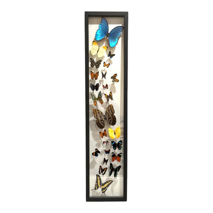 Butterfly Collection (36")