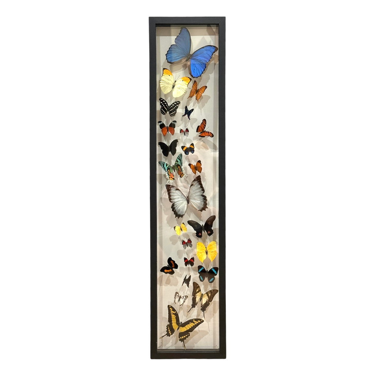 Butterfly Collection (36")